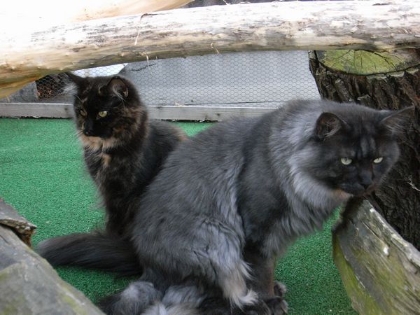 Undercover-Coon´s Bild 24 April 2009