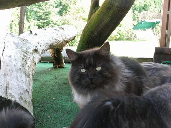 Undercover-Coon´s Bild 21 Oktober 2009
