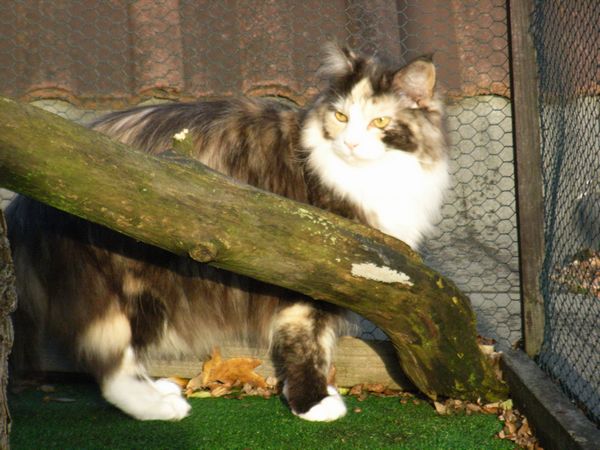 Undercover-Coon´s Bild 7 November 2009