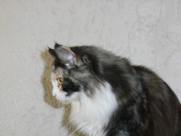 Undercover-Coon´s Bild 21 November 2009