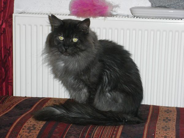 Undercover-Coon´s Bild 5 Dezember 2009