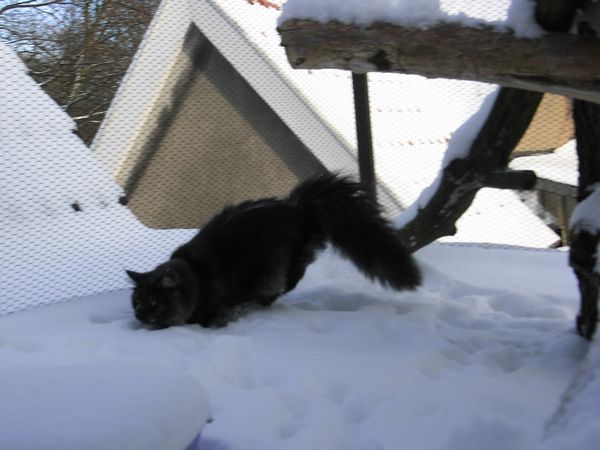 Undercover-Coon´s Bild 6 Dezember 2009