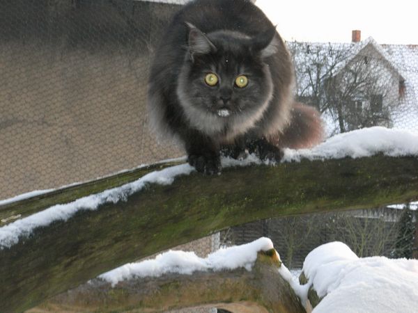 Undercover-Coon´s Bild 14 Dezember 2009