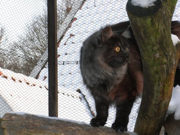 Undercover-Coon´s Bild 16 Dezember 2009