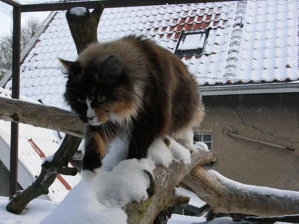 Undercover-Coon´s Bild 22 Dezember 2009
