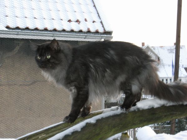 Undercover-Coon´s Bild 25 Dezember 2009
