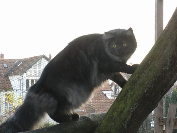Undercover-Coon´s Bild 29 Dezember 2009