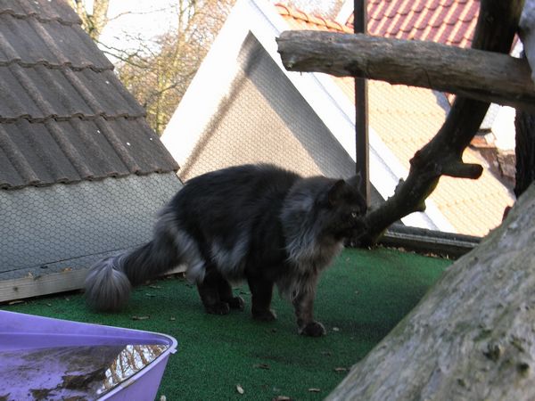 Undercover-Coon´s Bild 30 Dezember 2009