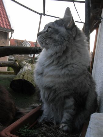 Undercover-Coon´s Bild 32 Dezember 2009