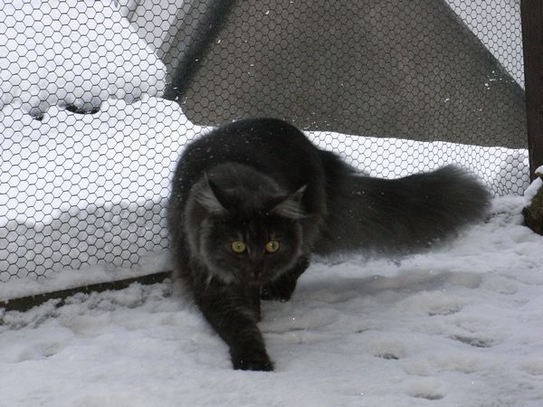Undercover-Coon´s Bild 20 Januar 2010