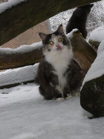 Undercover-Coon´s Bild 24 Januar 2010