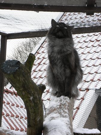 Undercover-Coon´s Bild 27 Januar 2010