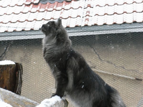 Undercover-Coon´s Bild 28 Januar 2010