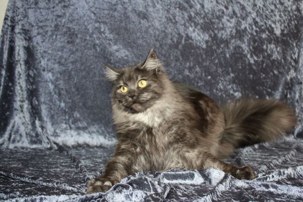 Undercover-Coon´s Bild 11 Februar 2010