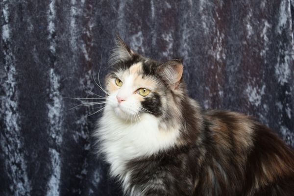 Undercover-Coon´s Bild 14 Februar 2010