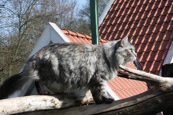 Undercover-Coon´s Bild 13 April 2010