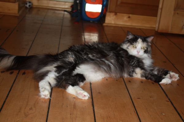 Undercover-Coon´s Bild 1 Juli 2010