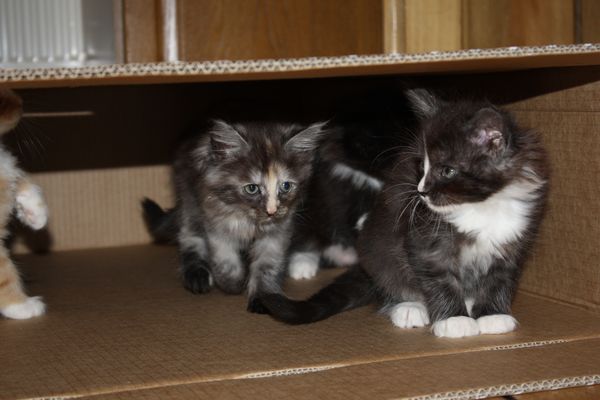 Undercover-Coon´s Bild 11 Dezember 2010