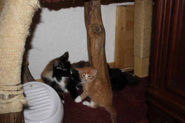 Undercover-Coon´s Bild 25 Dezember 2010