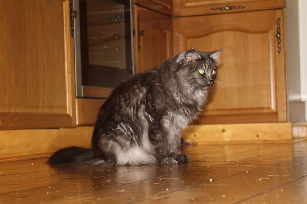 Undercover-Coon´s Bild 26 Januar 2011