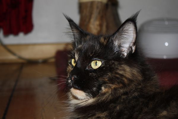 Undercover-Coon´s Bild 30 Januar 2011