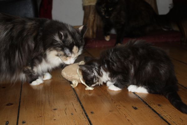Undercover-Coon´s Bild 48 Januar 2011