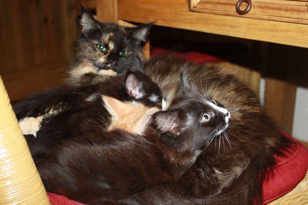 Undercover-Coon´s Bild 54 Januar 2011