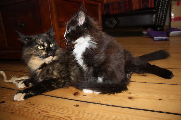 Undercover-Coon´s Bild 62 Januar 2011