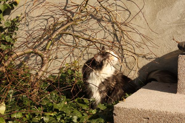 Undercover-Coon´s Bild 5 März 2011