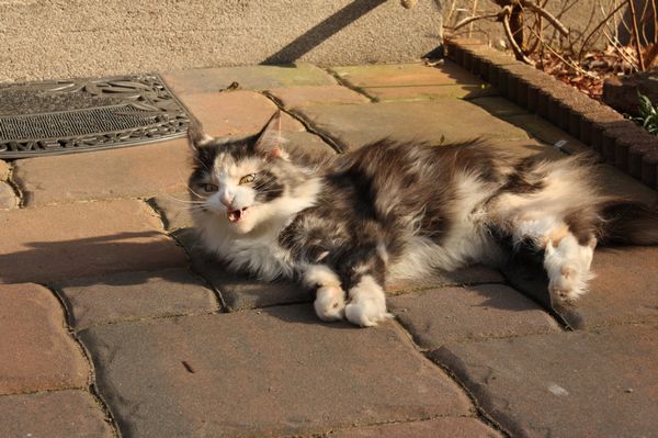 Undercover-Coon´s Bild 6 März 2011