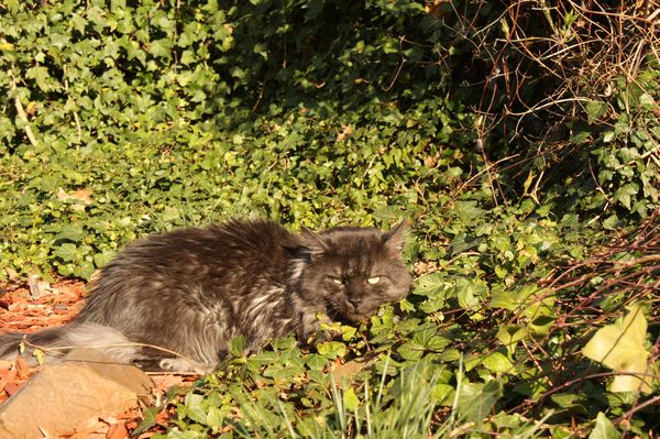 Undercover-Coon´s Bild 8 März 2011