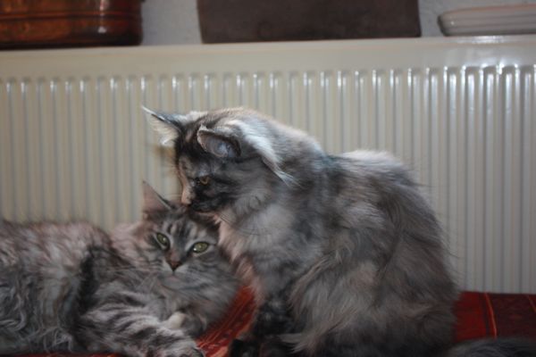 Undercover-Coon´s Bild 15 März 2011