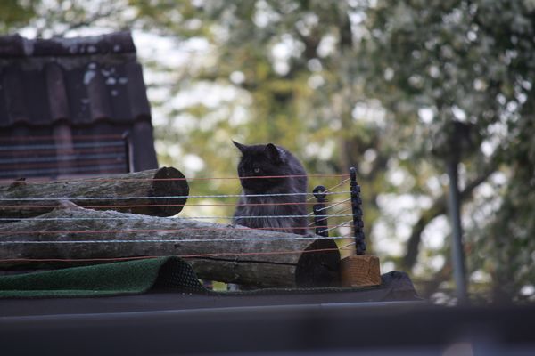 Undercover-Coon´s Bild 10 April 2011