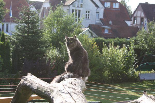 Undercover-Coon´s Bild 1 Juli 2011