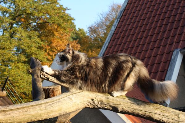 Undercover-Coon´s Bild 2 Oktober 2011