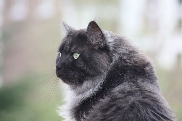 Undercover-Coon´s Bild 3 April 2012