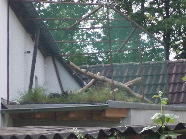 Katzendach: Erste Gestaltung im Mai 2005