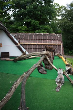 Katzendach: Dritte Gestaltung Juni 2010