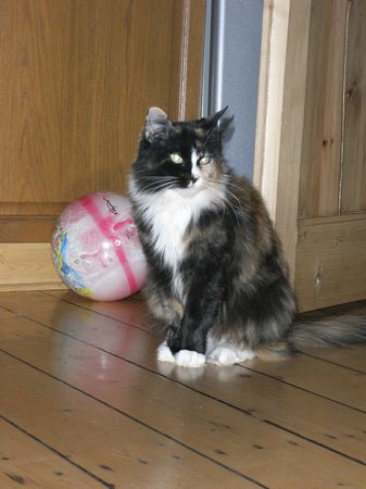 Choci mit 6 Jahren Bild 16