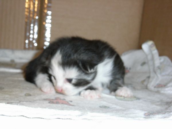 Emma mit 1 Woche Bild 3