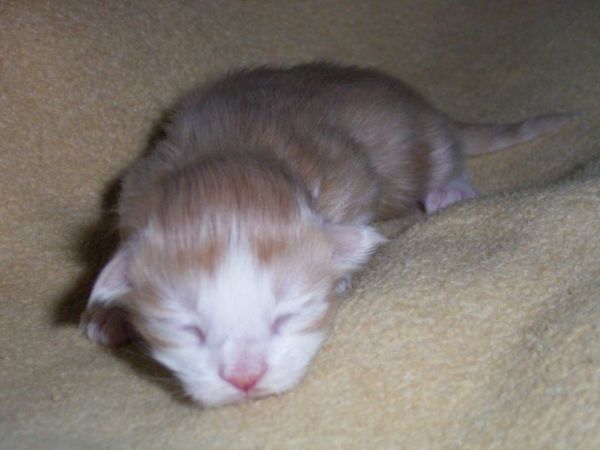 Undercover-Coon´s Angelo Bild 2