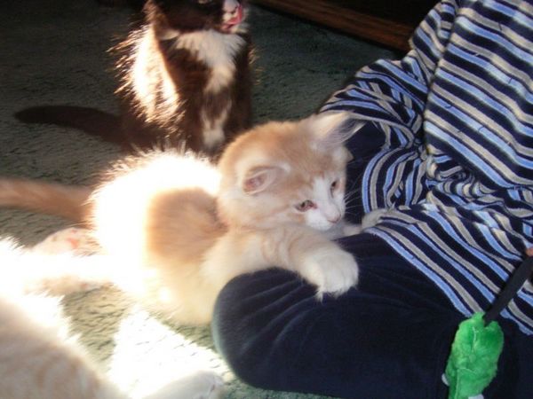 Undercover-Coon´s Angelo Bild 50