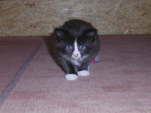 Undercover-Coon´s Ashley Bild 12