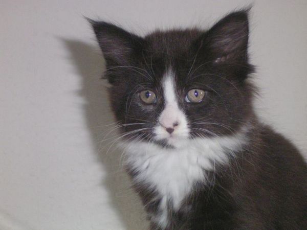 Undercover-Coon´s Ashley Bild 31