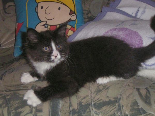 Undercover-Coon´s Ashley Bild 33