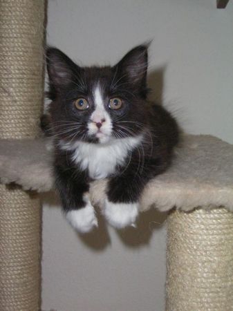 Undercover-Coon´s Ashley Bild 38