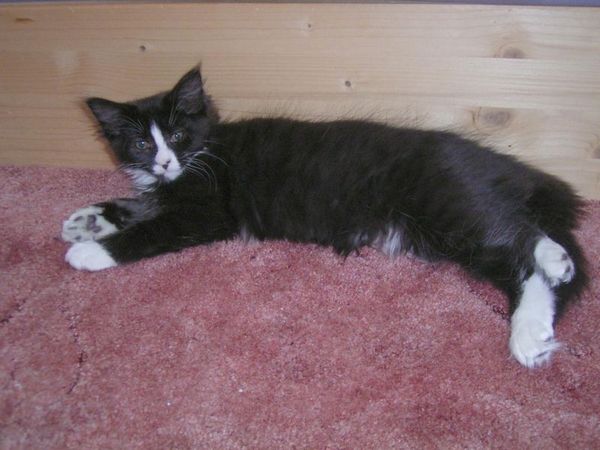 Undercover-Coon´s Ashley Bild 53