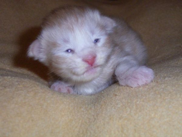 Undercover-Coon´s Atze Bild 2