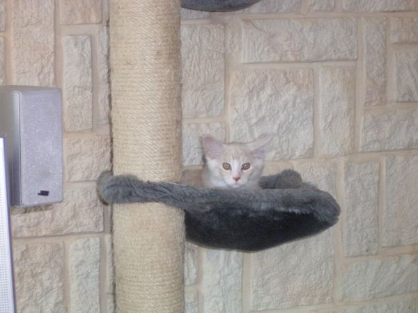 Undercover-Coon´s Atze Bild 1