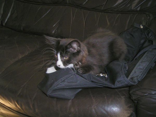 Undercover-Coon´s Ashley Bild 3